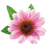 Echinacea angustifolia