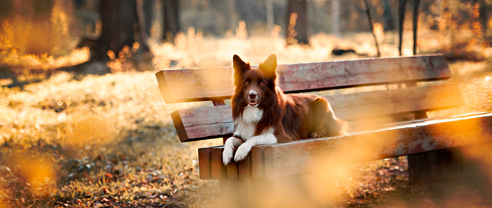 Cibo per cani