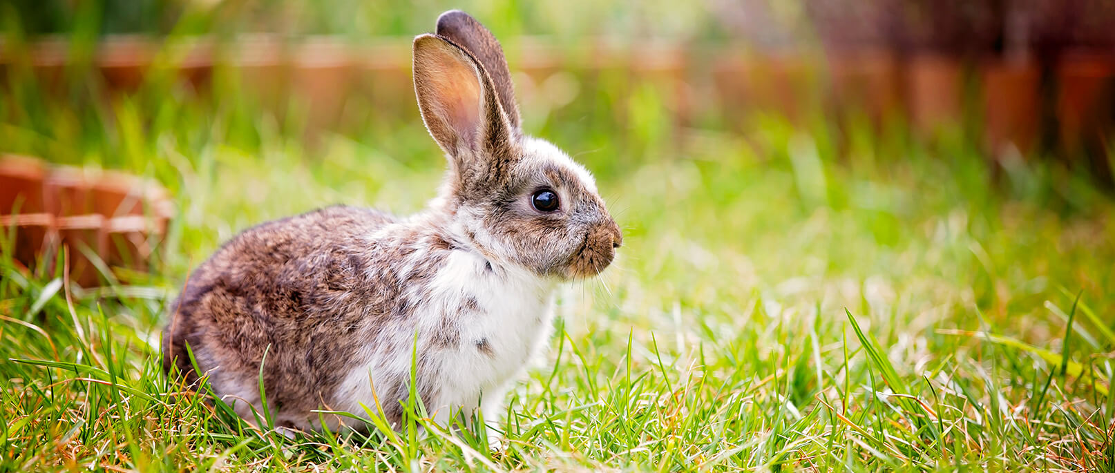 Cibo per piccoli animali